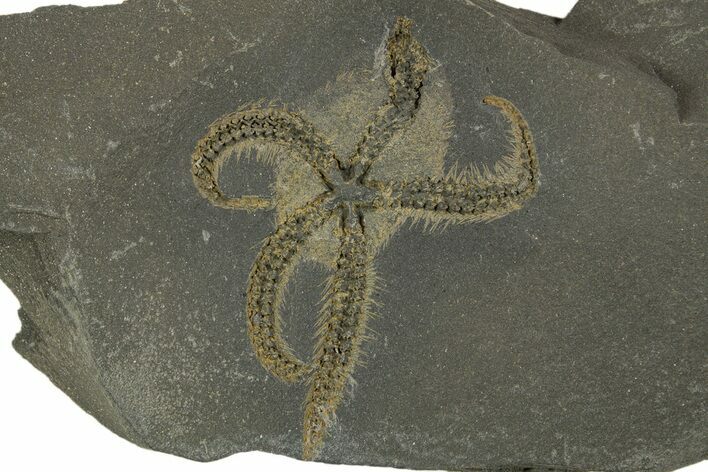 Ordovician Brittle Star (Ophiura) - Morocco #329146